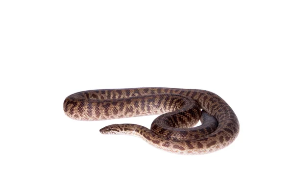 Gevlekte Python op witte achtergrond — Stockfoto