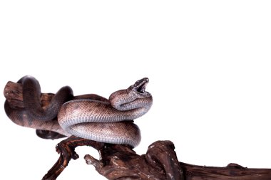 Porto Rikolu boa üzerinde beyaz backgorund