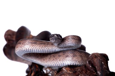 Porto Rikolu boa üzerinde beyaz backgorund