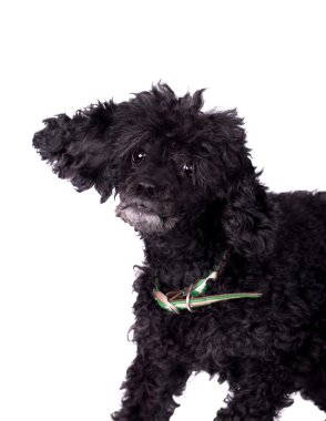 Beyaz üzerine siyah kaniş köpek