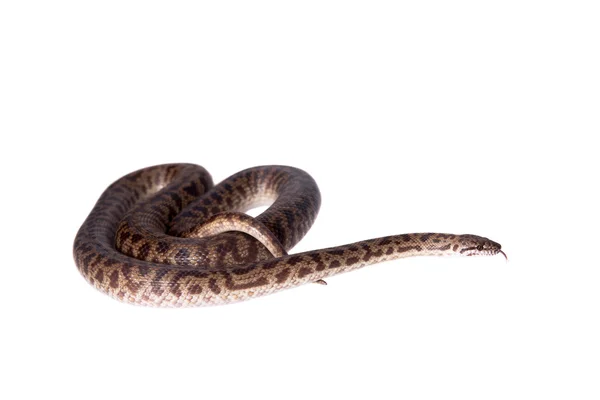 Python manchado no fundo branco — Fotografia de Stock