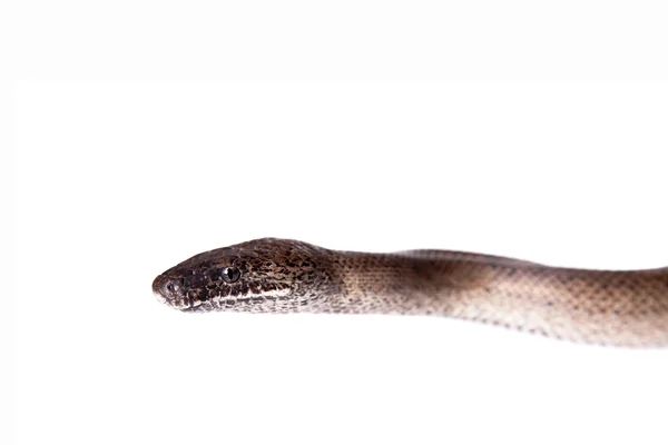 Boa puertorriqueña en backgorund blanco — Foto de Stock