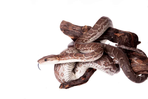 Hispaniolan boa sobre fundo branco — Fotografia de Stock