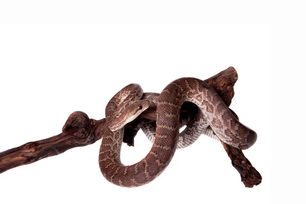 白色背景上的 hispaniolan 蟒蛇 — 图库照片