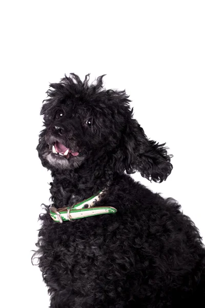 Black poodle dog on white — Stock Photo, Image