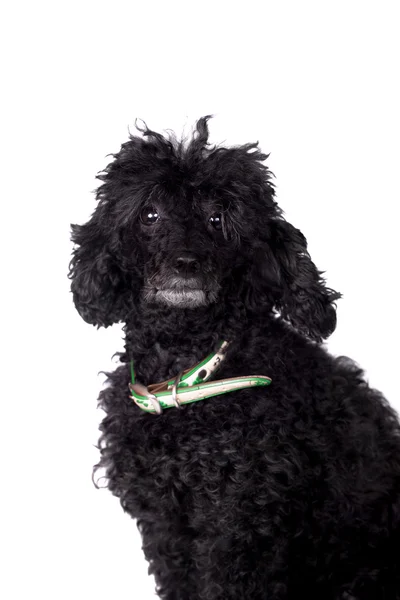 Perro caniche negro sobre blanco —  Fotos de Stock