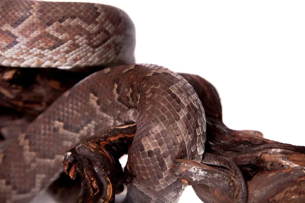 Hispaniolan boa on white background — Stock Photo, Image