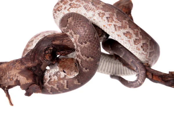 Hispaniolan boa on white background — Stock Photo, Image