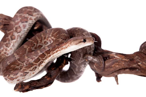 Hispaniolan boa on white background — Stock Photo, Image