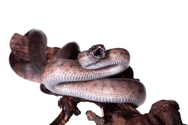 Puerto Rican boa on white backgorund — Stock Photo, Image