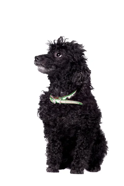 Cão poodle preto no branco — Fotografia de Stock