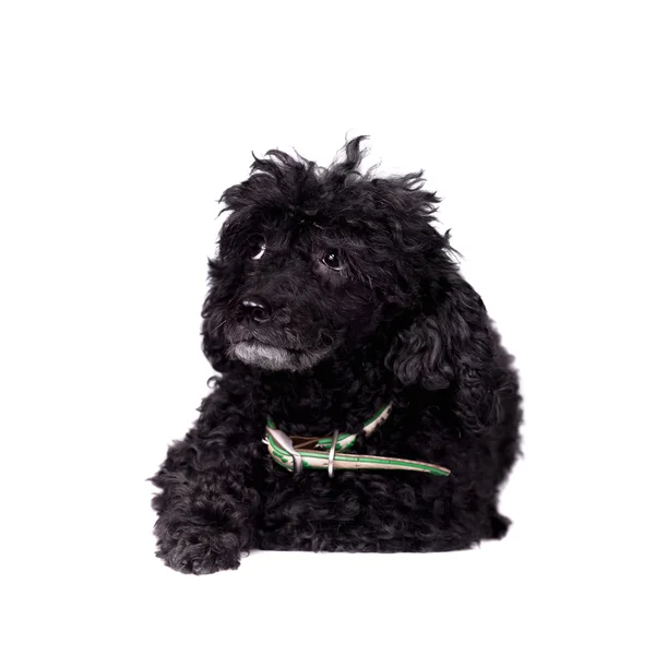 Black poodle dog on white — Stock Photo, Image