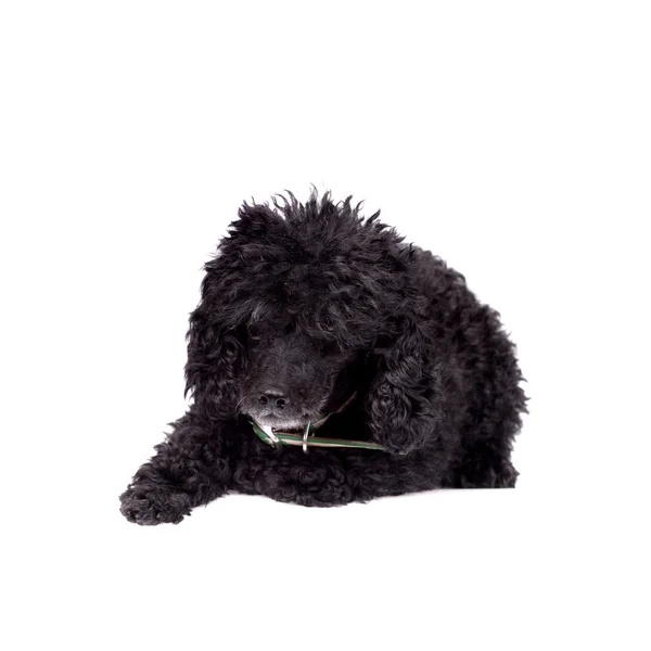 Schwarzer Pudelhund auf weißem Grund — Stockfoto