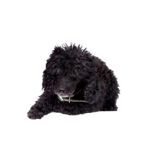 Black poodle dog on white — Stock Photo, Image