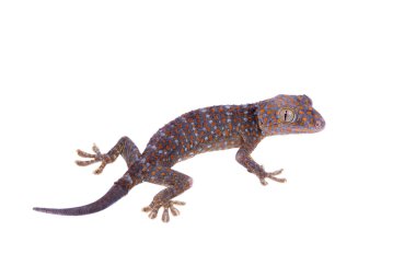 Beyaz arka plan üzerinde izole gecko tokay