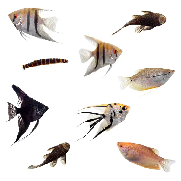 Group of decorative fishes on white — Stock Photo, Image