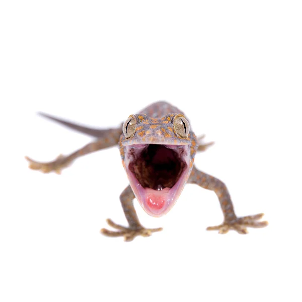 Tokay Gecko isolado no fundo branco — Fotografia de Stock