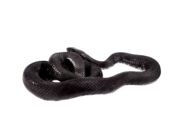 Zar yılan, Natrix tessellata, beyaz