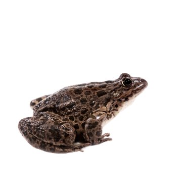 Marsh kurbağanın üzerindeki beyaz, Pelophylax ridibundus