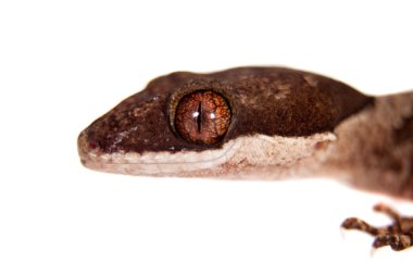 Yay parmaklı gecko, beyaz Cyrtodactylus irianjayaensis