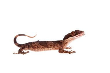 Yay parmaklı gecko, beyaz Cyrtodactylus irianjayaensis
