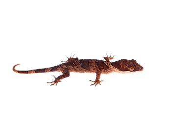 Yay parmaklı gecko, beyaz Cyrtodactylus irianjayaensis