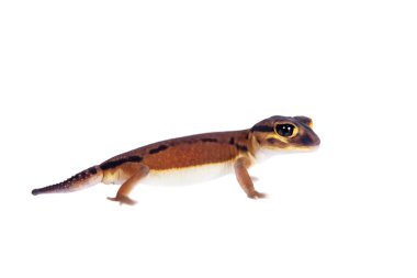 Soluk topuzu kuyruklu Gecko, beyaz Nephrurus laevissimus