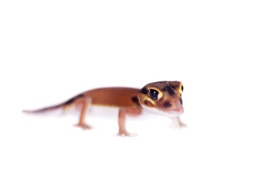Soluk topuzu kuyruklu Gecko, beyaz Nephrurus laevissimus