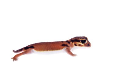 Soluk topuzu kuyruklu Gecko, beyaz Nephrurus laevissimus