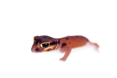 Soluk topuzu kuyruklu Gecko, beyaz Nephrurus laevissimus