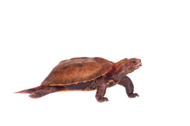 Ryukyu yaprak kaplumbağa, beyaz üzerine Geoemyda japonica