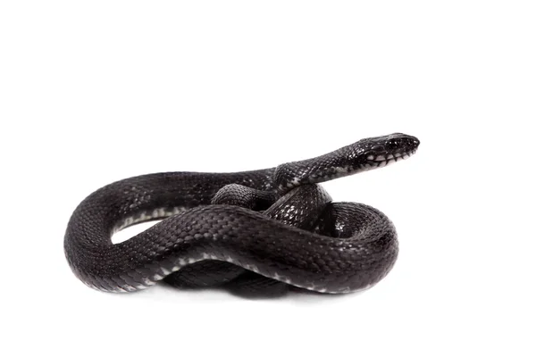 Serpiente de dados, Natrix tessellata, sobre blanco — Foto de Stock