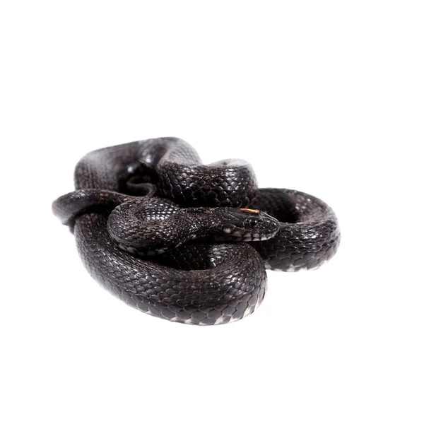 Dice snake, Natrix tessellata, na bílém — Stock fotografie