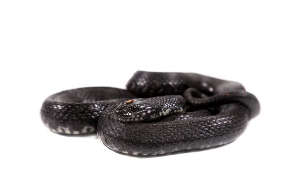 Cobra de dados, Natrix tessellata, sobre branco — Fotografia de Stock