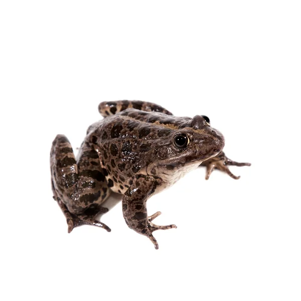 Rana di palude su bianco, Pelophylax ridibundus — Foto Stock