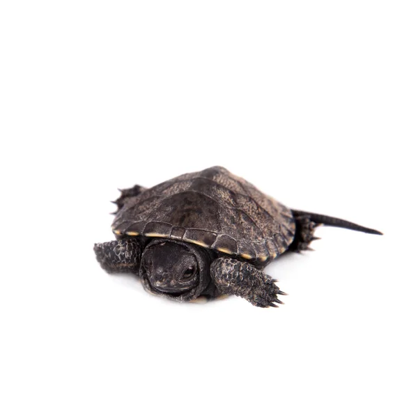 European pond terrapin on white — Stock Photo, Image