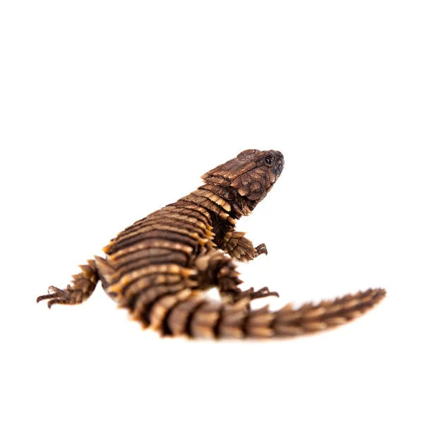 O lagarto cintado tatu em branco — Fotografia de Stock