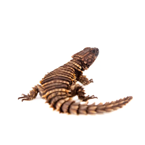 O lagarto cintado tatu em branco — Fotografia de Stock