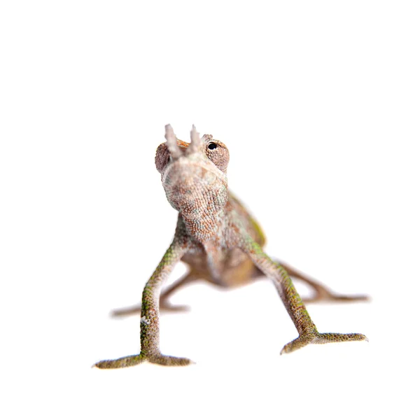 Boehmes chameleon, kinyongia boehmei, на белом — стоковое фото