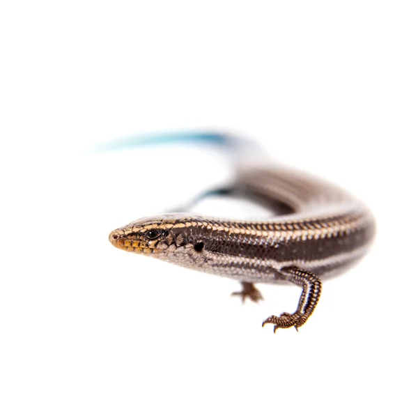 Gran Canaria skink, Chalcides sexlineatus, sobre blanco — Foto de Stock