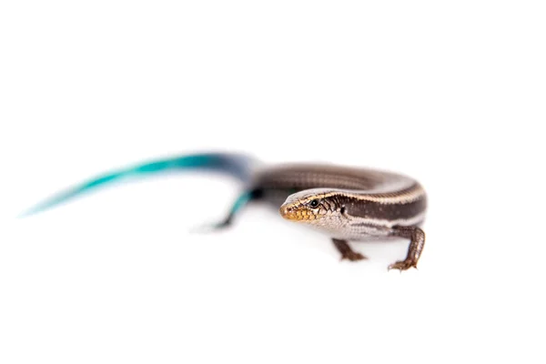 Gran Canaria skink, Chalcides sexlineatus, on white — Stock Photo, Image