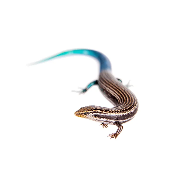 Gran canaria skink, chalcides sexlineatus, auf weiß — Stockfoto