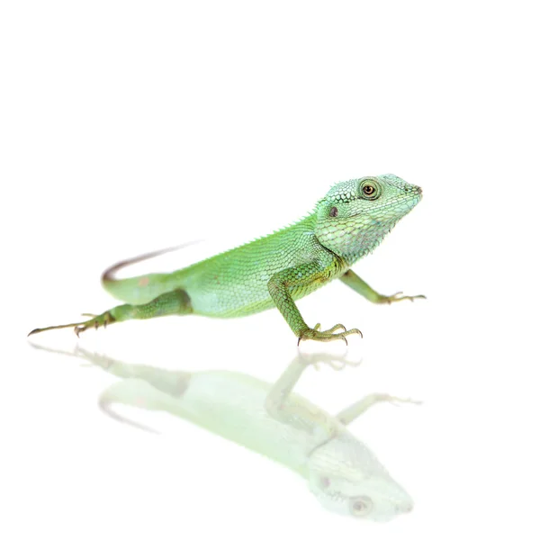 Lézard à lèvres noir, Calotes nigrilabris, sur blanc — Photo