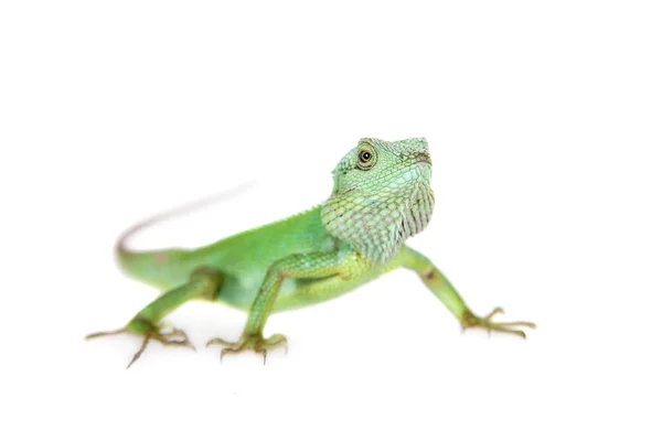 Lagarto de labios negros, Calotes nigrilabris, sobre blanco —  Fotos de Stock