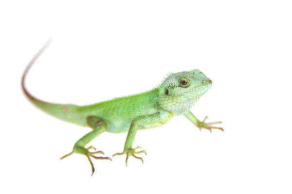 Lézard à lèvres noir, Calotes nigrilabris, sur blanc — Photo