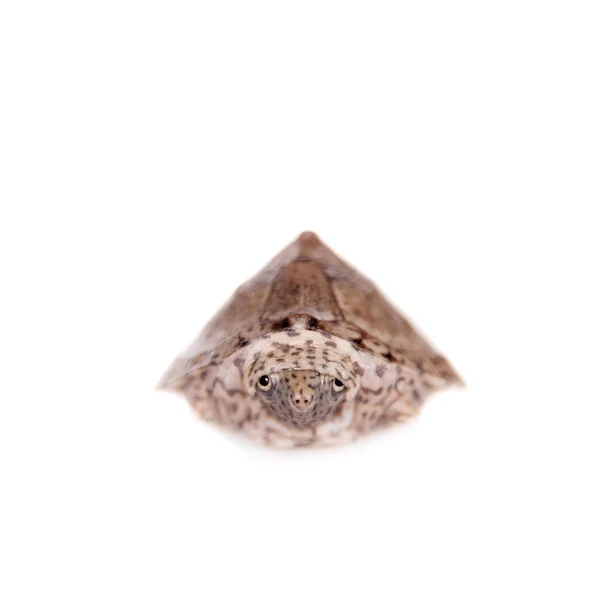 Afrikalı çamur kaplumbağa, Pelusios engereği, beyaz üzerine devriliverdi — Stok fotoğraf