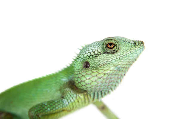 Black lipped Lizard, Calotes nigrilabris, on white — Stock Photo, Image