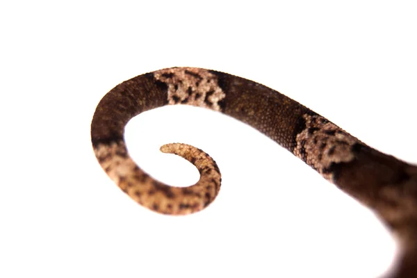 Gecko-de-dedos-arcos, Cyrtodactylus irianjayaensis, sobre branco — Fotografia de Stock