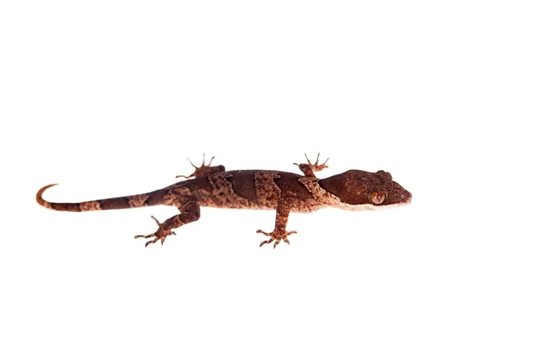Bow-fingered gecko, Cyrtodactylus irianjayaensis, op wit — Stockfoto