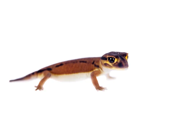 Kalpeanahäntägekko, Nephrurus laevissimus, valkoisella — kuvapankkivalokuva